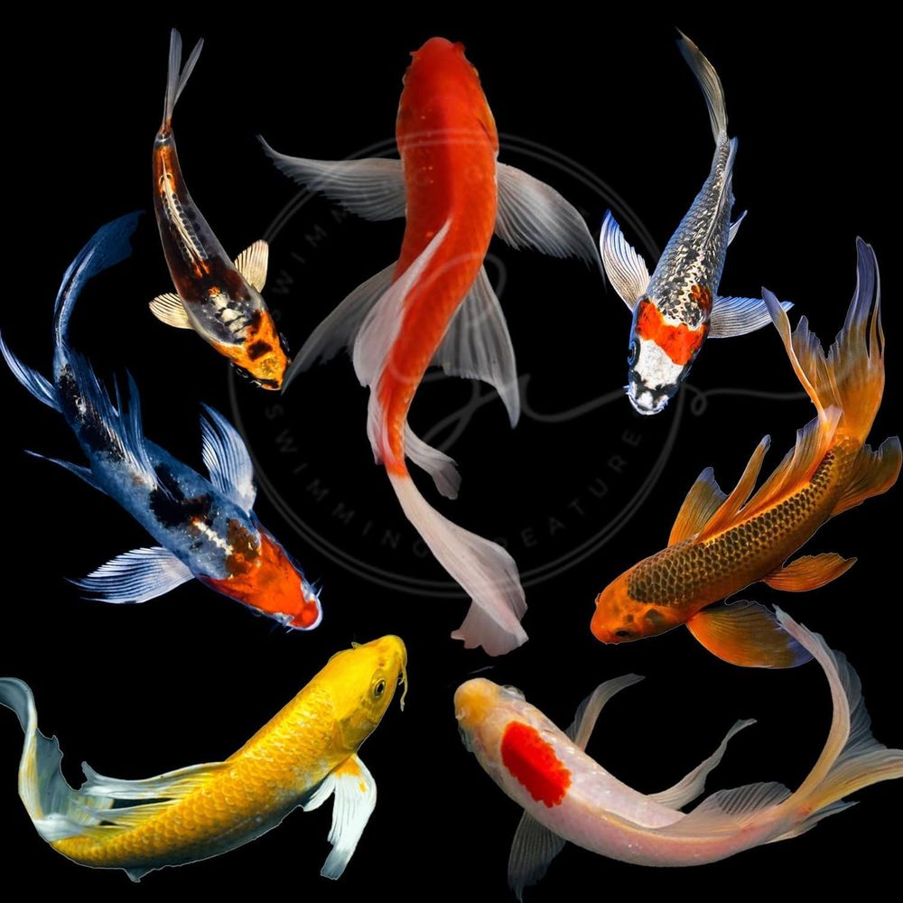 Aquarium Fish Pond - Разноцветные живые карпы кои для прудов