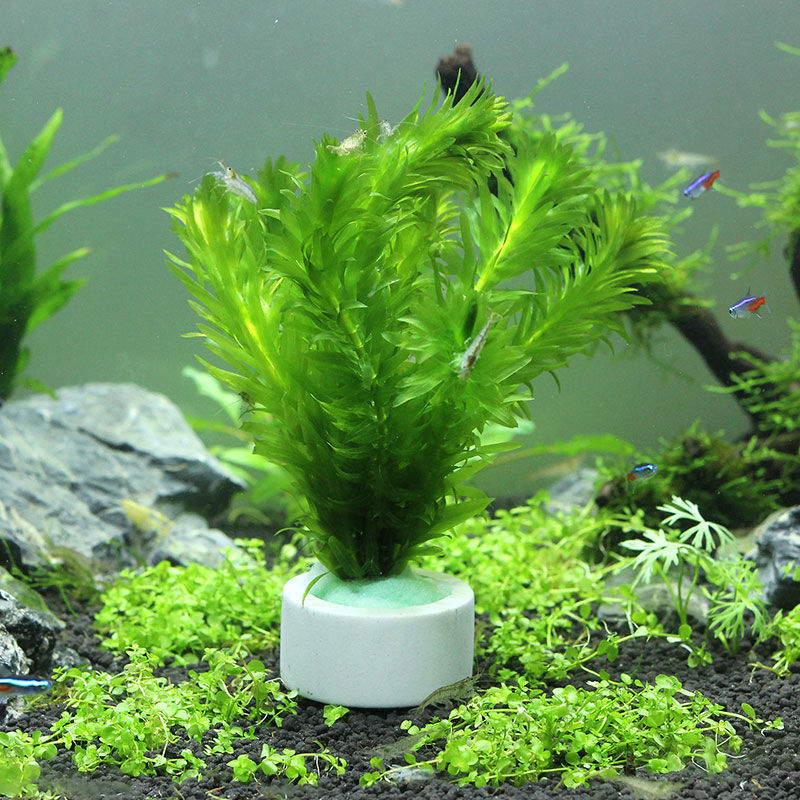 Керамическое кольцо для украше – обзор и цена Aquarium Fish Pot